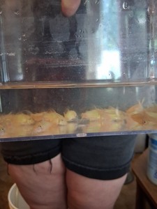 6 Pack Bronze Cories.