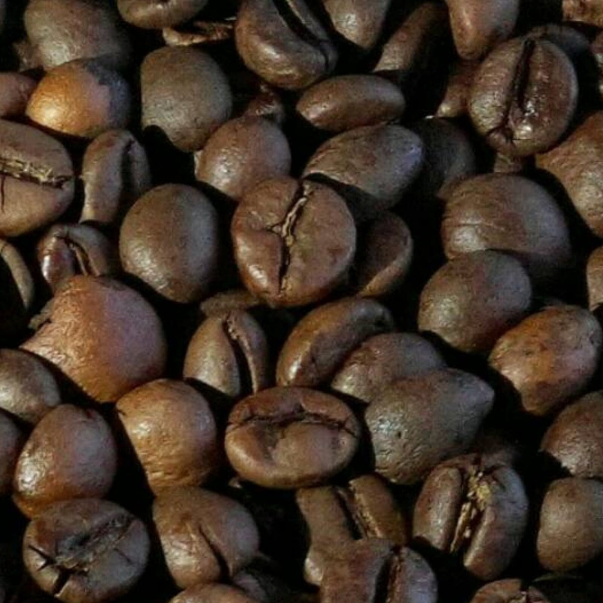 1Lb Robusta Coffee Aceh Gayo Fresh ROASTED Whole Beans Best