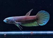 Live Betta Fish Antuta Pair Size (9 Cm) Last Pair