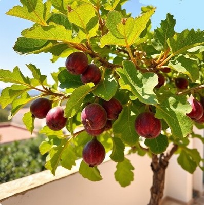2 winterharte rote Feigenbäume schnellwüchsige exotische Pflanzen im den Garten#