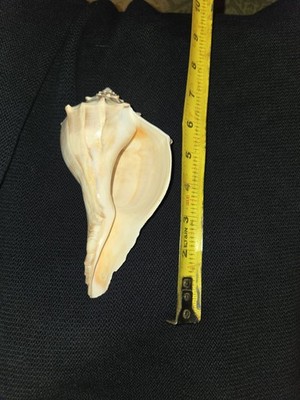 Large Lightining Whelk Sea Snail Shell