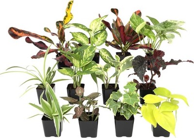 Easy to Grow Houseplants (12 Pack) Live House Plants in Plant Containers,