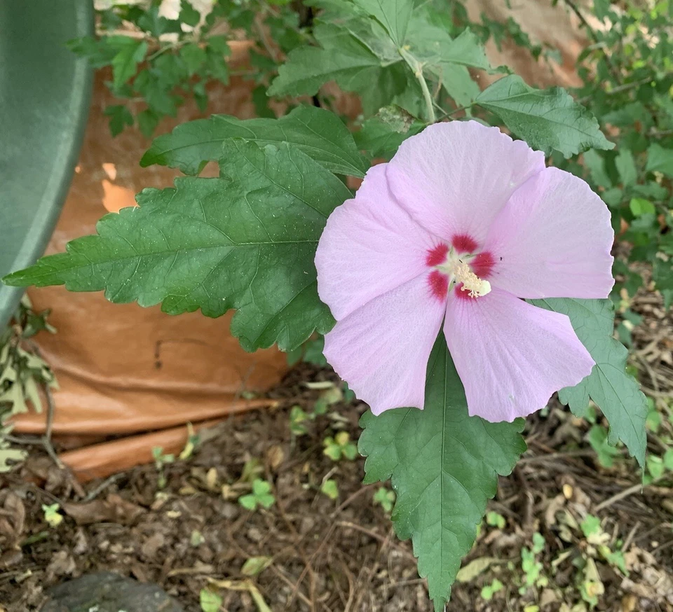 1 Beautiful Hibiscus Rose Of Sharon Althea Flowering Plant Potted Edible 7-12” - Image 4 of 4
