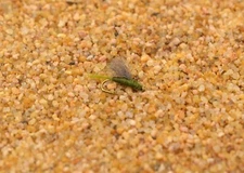 RS2 Olive Emerger Midge Nymph Fly - 12 Flies - Mustad Signature Hook