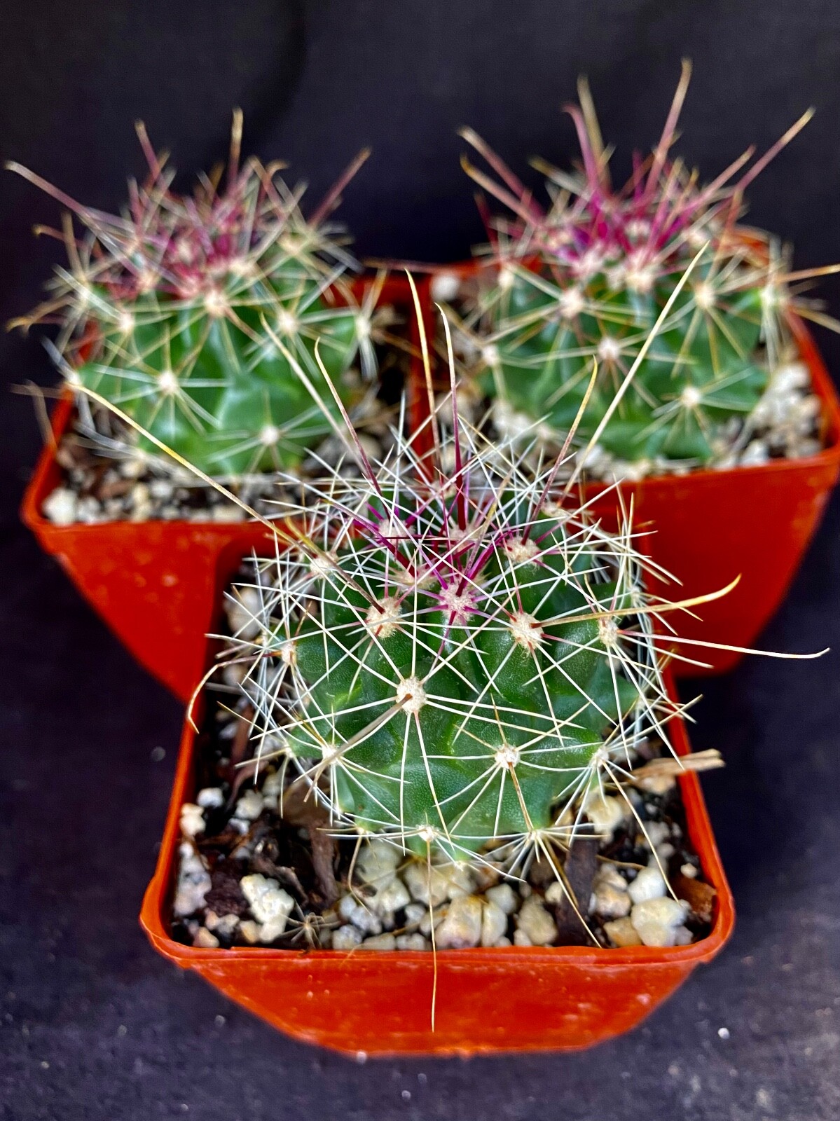 Thelocactus davisii, lot of 3 cactus plants eBay