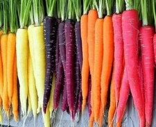 Rainbow Blend Carrot Seeds  Heirloom  Non-GMO  Fresh Garden Seeds