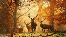 Landscape wildlife deer mammals fall forest mist fallen Custom Gaming Mat Desk