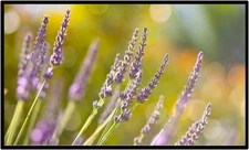 Indoor Outdoor Projection Screen - New!