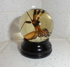 Golden Silk Orb Weaver Spider Wet Specimen in...