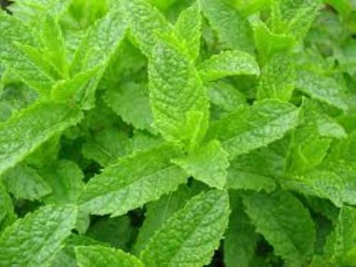 200 x GARDEN MINT (Mentha Viridis) Spearmint – Quality UK Seed *Fast Dispatch* - Picture 1 of 1