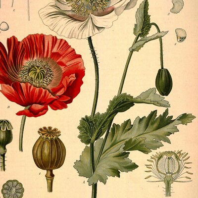 Vintage Opium Botanical Illustration Poster Print, Opium Poppy