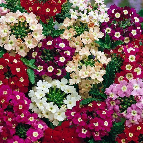 Nuevo Paquete Kings Semilla Verbena 'Híbridos Mamut Mixtos' Semillas Florales de Calidad - Imagen 1 de 1