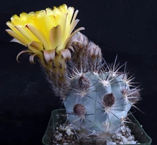 Acanthocalycium glaucum *Smallest Blue Cactus*