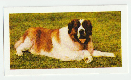 1961 Hornimans Tea Dog Trading Card "St. Bernard" #40