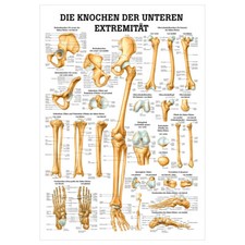 Kości kończyny dolnej mini plakat anatomia 34x24 cm z narzędziami dydaktycznymi