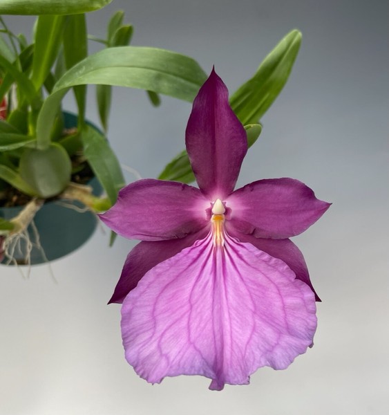 Miltonia spectabilis var. moreliana Orchid species Blooming size Very Rare XL