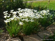 16 White Rain Lily  Bulbs with leaves & roots (Lilly, Lilies)  