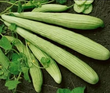 Armenian Yard-Long Cucumber 30 - 1/2 LB Seeds Snake Melon Burpless Heirloom Bulk
