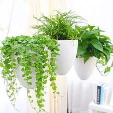Sungmor 3 Pack Self Watering Hanging Planters, Unique Eggshell Shape Indoor O...