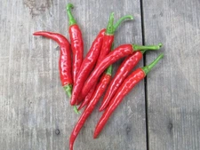 25 LONG THIN RED CAYENNE PEPPER SEEDS ~ heirloomseedguy ~ 2026 ~ NON-GMO