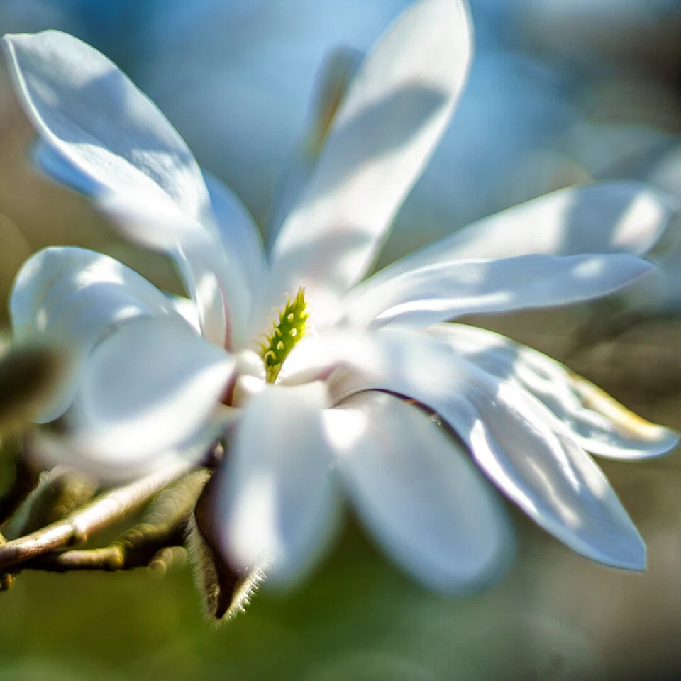 Achromat Minolta 55 mm  Close Up Lens No.1 Top Zustand  ( Nahlinse )   /  804 - Bild 3 von 3