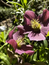 Hellebores Lenten Rose Ruby Red ONE (1) Bareroot Healthy Well Rooted Plant