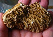 SZEŚCIOKĄTNA KOLONIA KORALOWA SKAMIENIAŁOŚĆ 2,9oz 83g 3 caleS ILLINOIS BARDZO ŁADNY OKAZ #028