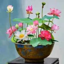 10 Pcs Mixed Color Bonsai Bowl Lotus Seeds - Exotic Water Lily Flower Plant Seed