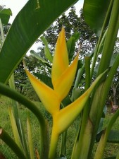 New Heliconia Latispatha x caribaea Siberan Lemon live rhizome