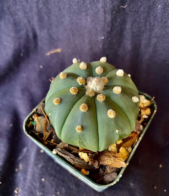 Astrophytum asterias v. nudum, cactus plant | eBay