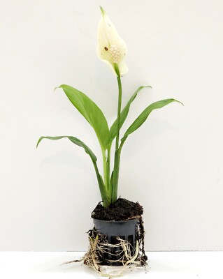 Peace Lily Brazilian Sword Aquatic Pond - Buy 2 Get 1 Free | eBay