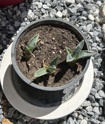 1x Agave Kaktus Kakteen Pflanze Steingarten trockenresistent sonnig  