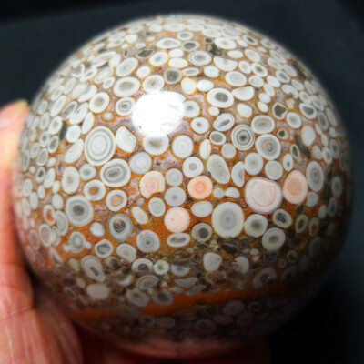HOT 506.6G 70mm Natural Marine jasper ecological coral sphere ball A608