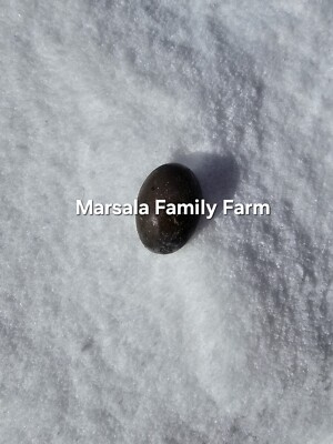 Pre-sale 6++  Pure Cayuga Duck Hatching Egg, Ships February
