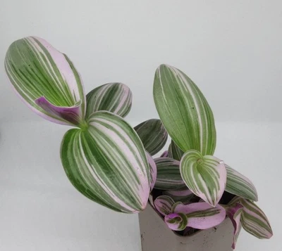 FLORARI Tradescantia albiflora 'Nanouk' - Dreimasterblume Zebrakraut Zimmerpflanze ECHT