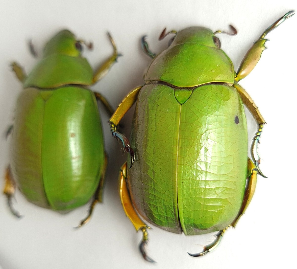 標本 Honduras Chrysina spectabilis 35mm Scarabaeidae Rutelinae Chrysina sp. Honduras | eBay