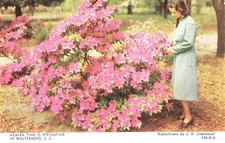AZALEA TIME IS SPRINGTIME IN WALTERBORO, S.C. - PC4419