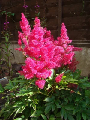 SEEDVILLE USA 100 PINK MIX ASTILBE (False Spirea / False Goats Beard) Astilbe Chinensis Flower