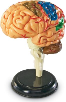 3.9 in   Brain Resin,paster,candle, soap mold
