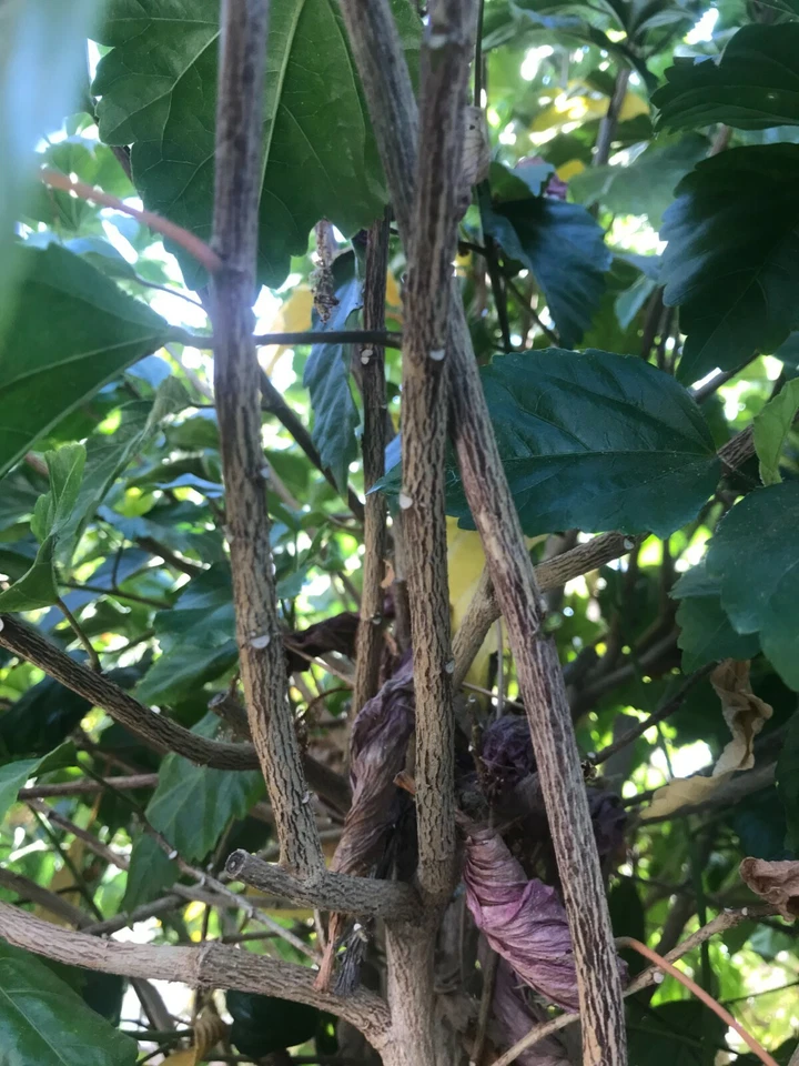 (5) Unroot 8" Stems Hibiscus ~Hawaiian Pink~ Branches/Cuttings, Bush/Shrub/Tree - Image 3 of 4