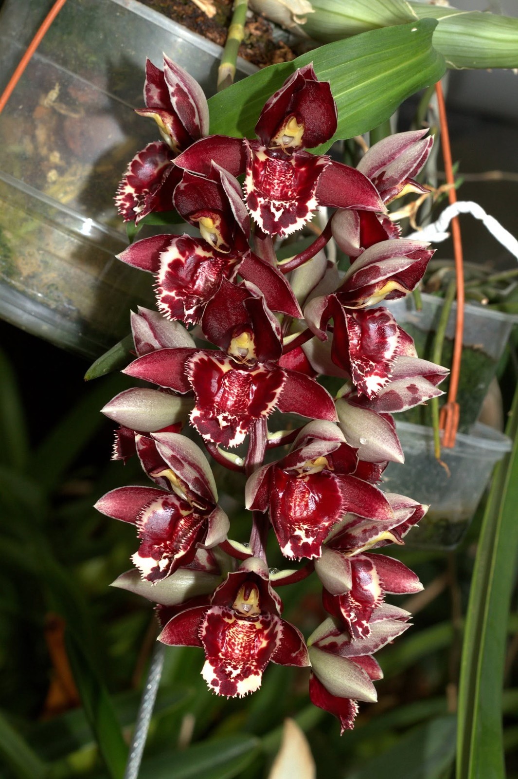Orquídeas Catasetum Melana Davison 2
