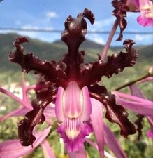Laelia schultzei ‘Orchid Eros’ HCC/AOS X Self Orchid Species 7” Pot Long Spikes