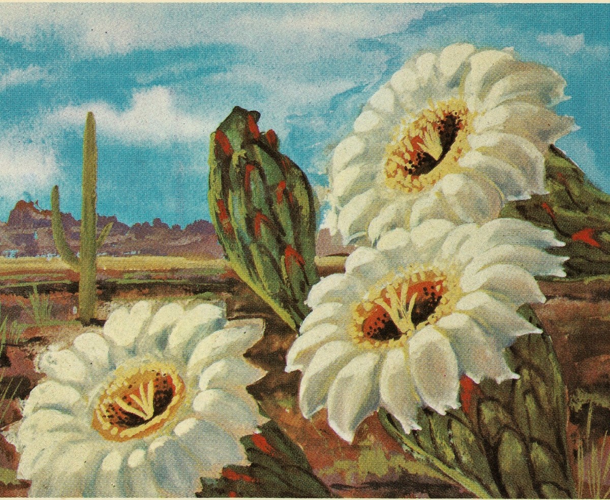 cactus qui danse Cactus qui danse