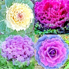 200+ ORNAMENTAL KALE SPRING MIX SEEDS FLOWERING VEGETABLE GARDEN CABBAGE NON-GMO