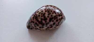 Cypraea Tigris Muschel groß 87 mm für Kuriositätenschrank Sammlung