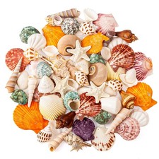 Sea Shell Mixed Ocean Shells Set, 15 Kinds 1.2"-2.7" Various Sizes Natural Se...