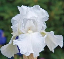 Lot of 2 Tubers Immortality Reblooming Bearded Irises Perennial Roots Rhizomes