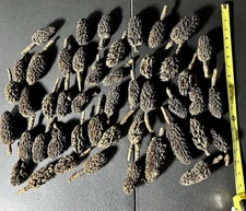1.5 Lbs. Magnolia Seed Pods - Aquarium - Vivarium - Isopods - Boiled