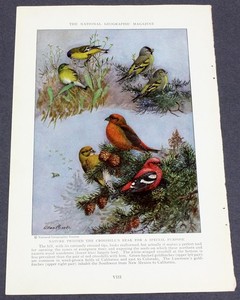 National Geographic Apr 1935 ALLAN BROOKS BIRD BOOK PLATE CROSSBILL GOLDFINCHES