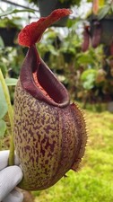 Nepenthes spathulata x aristolochioides: BE-4077 LARGE - pitcher plant